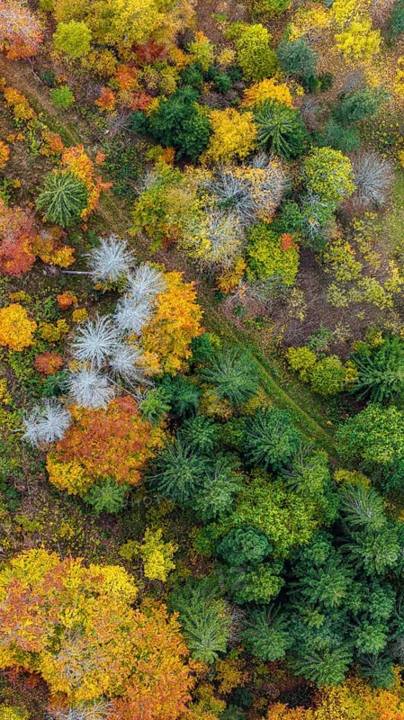 Autumn forest in the Black Forest. Drone photo of trees in colorful autumn leaves and conifers, some have dry branches. Titisee-Neustadt, Baden-Württemberg, Germany