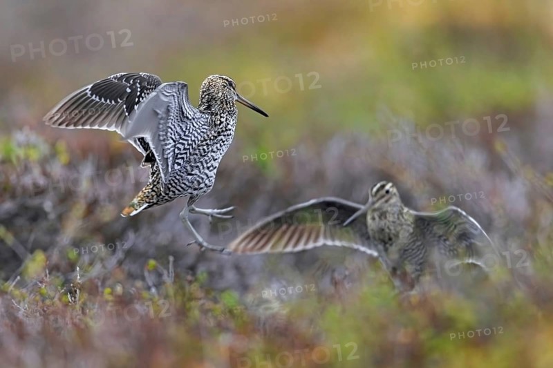 Two great snipes (Gallinago media) males fighting at lek on tundra breeding ground in spring (June), Sweden, Scandinavia