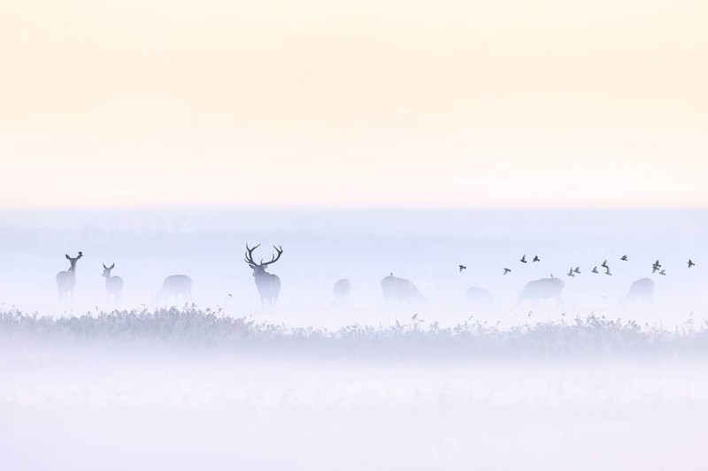Red deer stag herding herd of hinds in morning mist along the Baltic Sea, Western Pomerania Lagoon Area NP, Mecklenburg-Western Pomerania, Germany