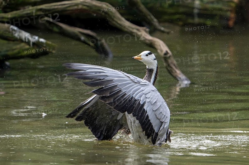 Bar-headed goose (Anser indicus) swimming in pond and flapping wings, exotic species native to Central Asia