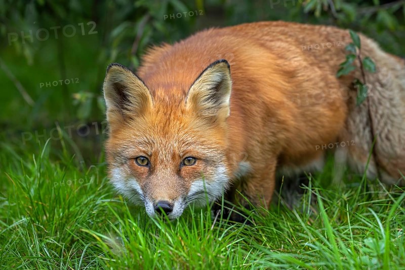 Hunting red fox (Vulpes vulpes) leaving thicket at edge of forest and stalking prey in meadow, grassland