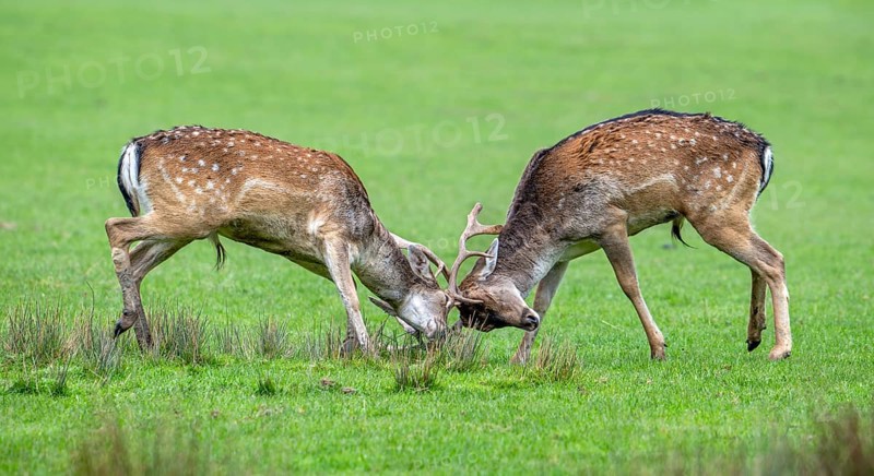 Two European fallow deer (Dama dama) bucks, males fighting by locking antlers in grassland during the autumn rut in October