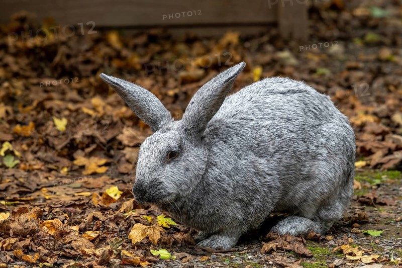 Argenté de Champagne, Argenté rabbit, one of the oldest French domestic rabbit breeds