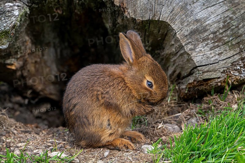 Young Brown Chestnut of Lorraine, Brun Marron de Lorraine, French breed of domestic rabbit from the Lorraine region in France