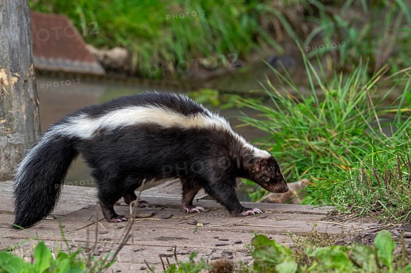 Striped skunk (Mephitis mephitis) walking over wooden footbridge, omnivore native to southern Canada, the United States and northern Mexico