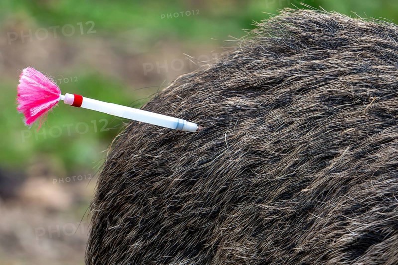 Tranquillizer dart, tipped with hypodermic needle and filled with a sedative or vaccine used to sedate or vaccinate animal by veterinarian
