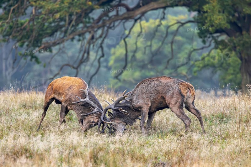 Two rutting red deer (Cervus elaphus) stags fighting by locking antlers during fierce mating battle in grassland at forest edge during rut in autumn