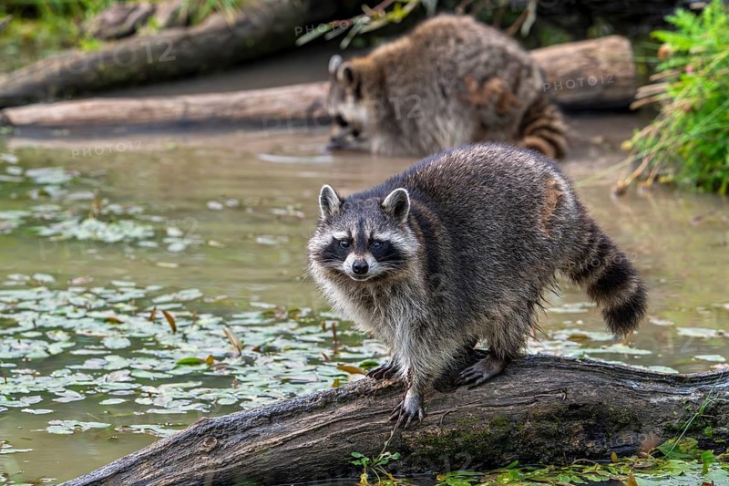 Common raccoon, North American racoon (Procyon lotor) walking over fallen tree trunk in pond, invasive species native to North America