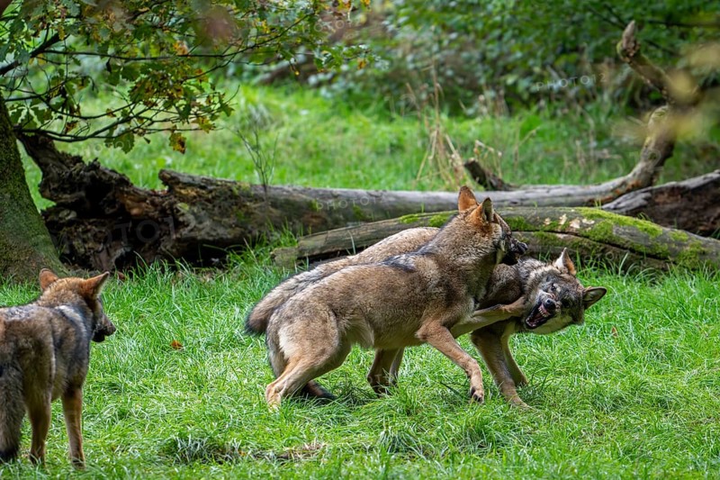 Two 5 months old pups play fighting at wolf pack of Eurasian wolves, European grey wolves (Canis lupus lupus) in forest, woodland in autumn