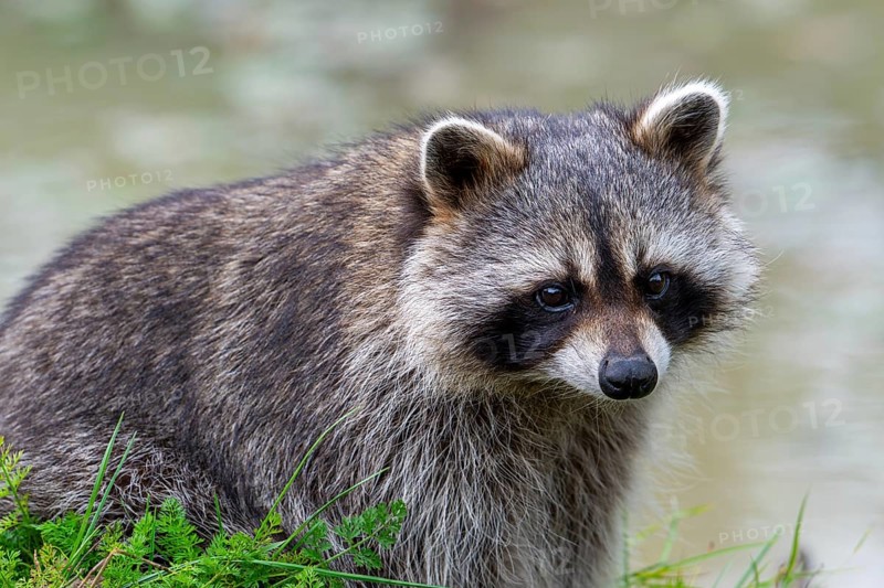 Common raccoon, North American racoon (Procyon lotor) foraging along river bank, invasive species native to North America