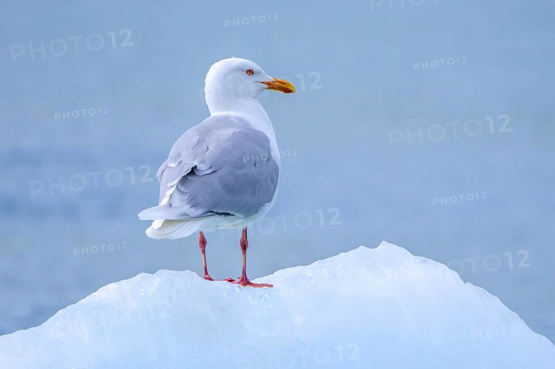 Glaucous gull (Larus hyperboreus hyperboreus) adult in summer plumage on pack ice in spring, Svalbard, Spitsbergen, Norway