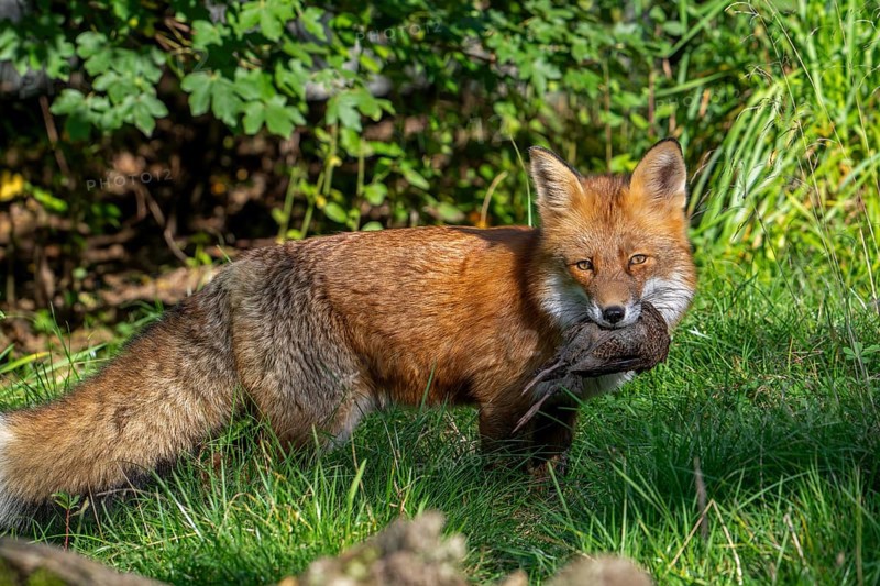 Hunting red fox (Vulpes vulpes) with caught bird prey in mouth in meadow, grassland at edge of forest