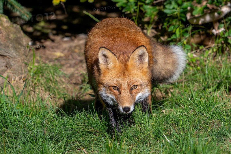 Hunting red fox (Vulpes vulpes) leaving thicket at edge of forest and stalking prey in meadow, grassland