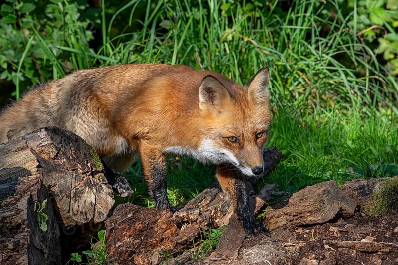 Hunting red fox (Vulpes vulpes) leaving thicket at edge of forest