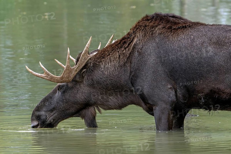 Moose, elk (Alces alces) close-up portrait of bull, male with fully developed antlers drinking water from pond in autumn, native to Scandinavia