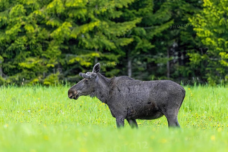 Moose, elk (Alces alces) adult bull, male with antlers covered in velvet grazing grass in meadow at edge of forest in spring, Sweden, Scandinavia