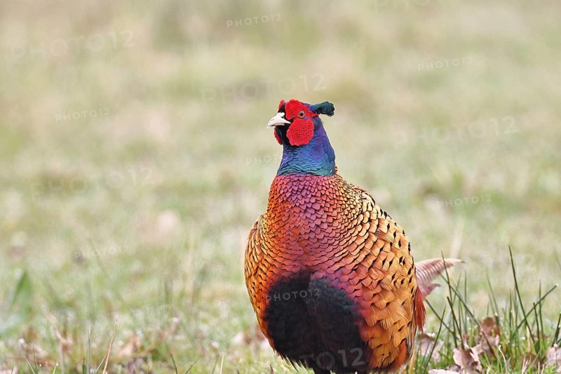 Pheasant, hunting pheasant (Phasianus colchicus), adult male bird in a meadow, animal portrait, wildlife, lembruch, ox moor, Dümmer nature park Park, Lower Saxony, Germany