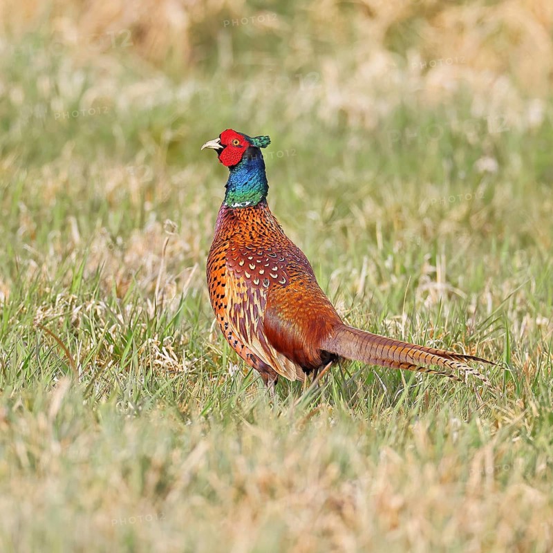 Pheasant, hunting pheasant (Phasianus colchicus), adult male bird in a meadow, wildlife, lembruch, ox moor, Dümmer nature park Park, Lower Saxony, Germany