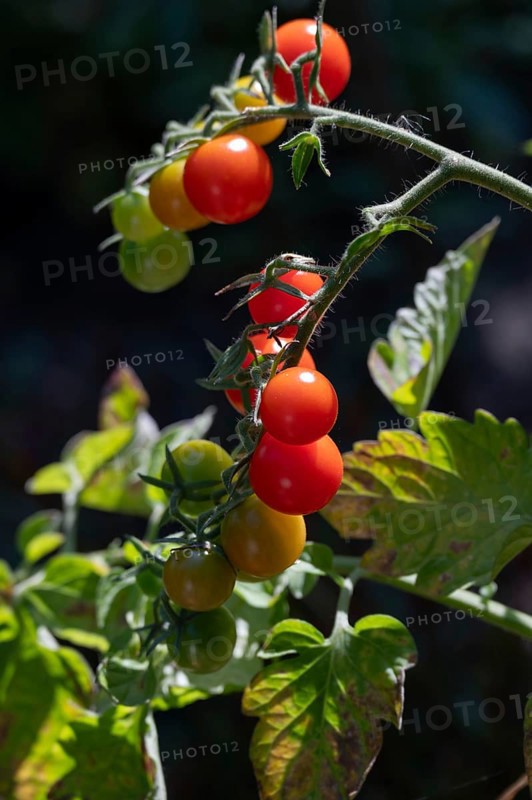 Ripe tomatoes (Solanum lycopersicum) on a bush, Bavaria, Germany