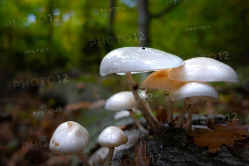 A group of mushrooms stands in the Bad Homburg City Forest, Stadtwald, Bad Homburg, Hesse, Germany in autumn
