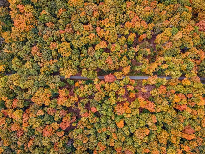 The leaves of the trees in the Bad Homburg city forest turned colorful in autumn. (aerial view with a drone), Stadtwald, Bad Homburg, Hesse, Germany