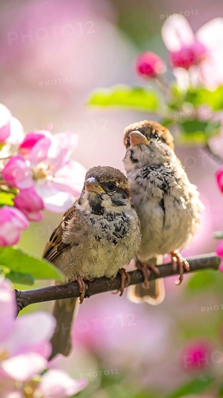 Small funny Sparrow Chicks sit in the garden surrounded by pink Apple blossoms on a Sunny may day, AI generated