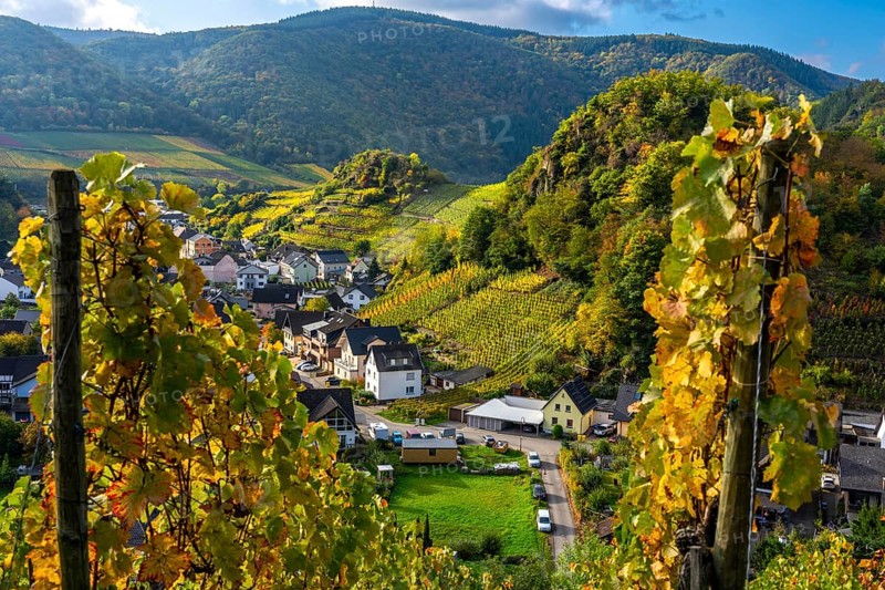Vineyards in autumn in the middle Ahr Valley, near Mayschoß, Rhineland-Palatinate