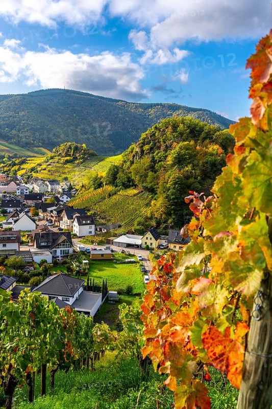 Vineyards in autumn in the middle Ahr Valley, near Mayschoß, Rhineland-Palatinate