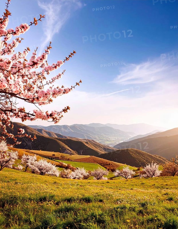 Landscape with a blooming apricot tree, idilyc spring nature, green grass and mountains in background, blue cloudy sky in sunset web banner spring time concept, AI generated