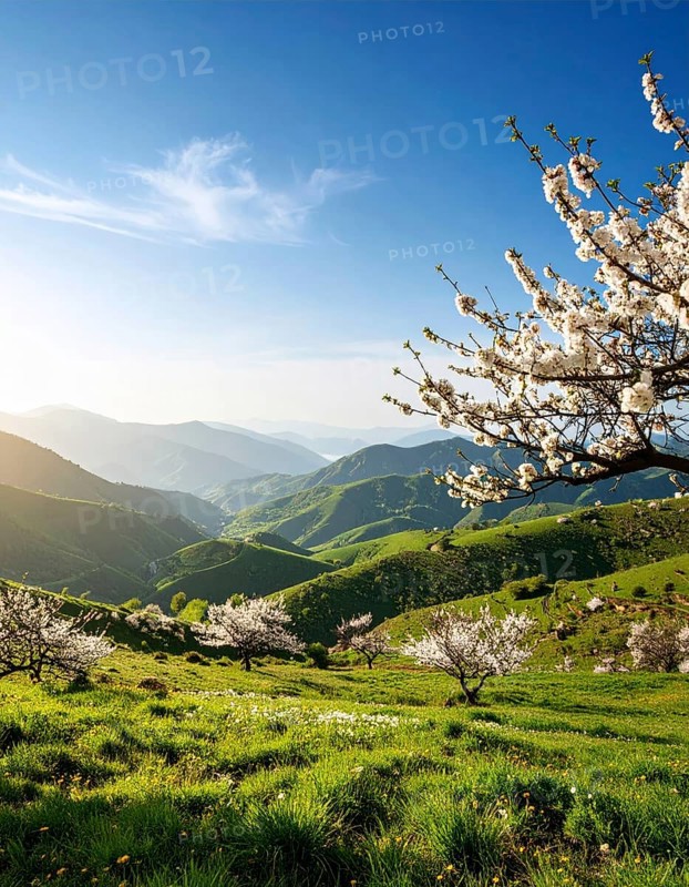 Landscape with a blooming apricot tree, idilyc spring nature, green grass and mountains in background, blue cloudy sky in sunset web banner spring time concept, AI generated
