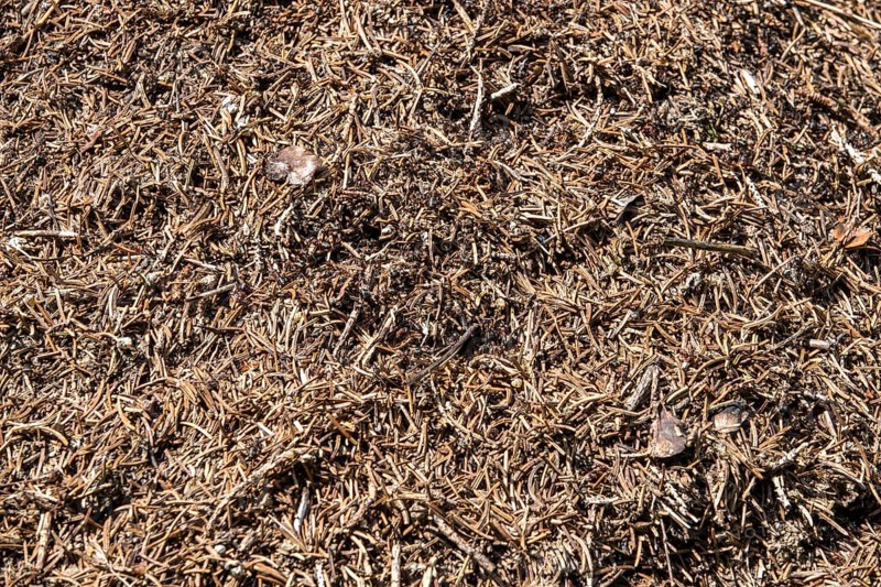 Construction of forest ants (Formica), Oberallgäu, Allgäu, Bavaria, Germany