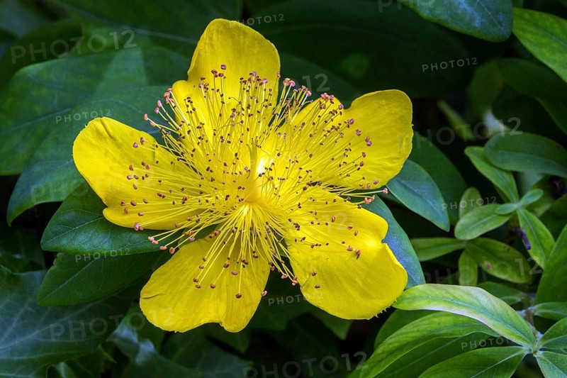 St. John's wort (Hypericum perforatum), flower, Baden-Württemberg, Germany