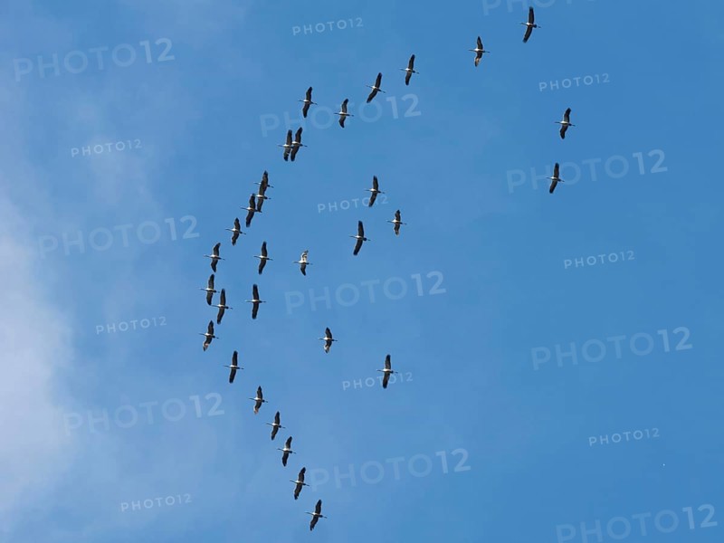 Crane (Grus grus) in flight, autumnal crane migration, migrating cranes, flight formation, Bielefeld, North Rhine-Westphalia, Germany