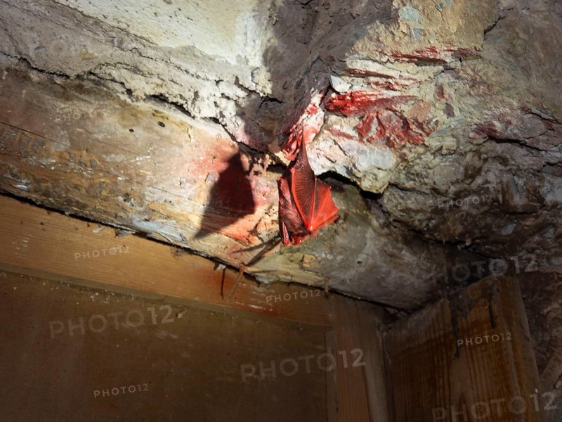 Small horseshoe nose (Rhinolophus hipposideros), sprayed with red paint, gross nonsense, punishable for animal cruelty, Thuringia, Germany
