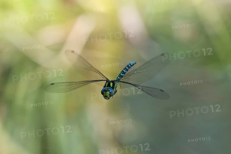 Blue-green mosaic maiden (Aeshna cyanea), dragonfly in flight, North Rhine-Westphalia, Germany