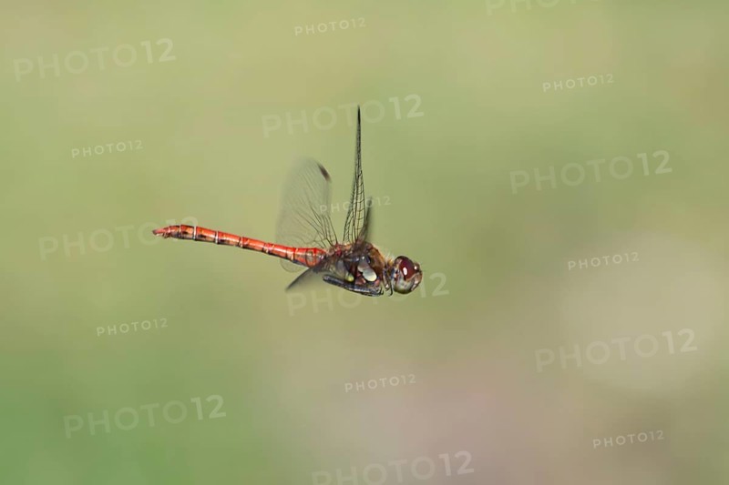 Blood-red heather (Sympetrum sanguineum), aerial view, Norrhine-Westphalia, Germany