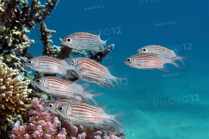 Small flock of tiara hussar (Sargocentron diadema) hides under Agropora hard coral (Acropora), Red Sea, Marsa Alam, Egypt
