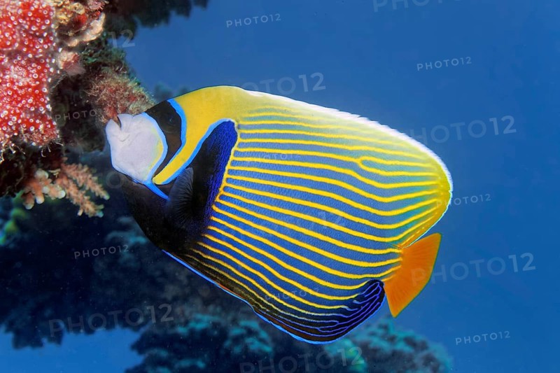 Emperor angelfish (Pomacanthus imperator) swims across coral reef, Red Sea, Marsa Alam, Egypt