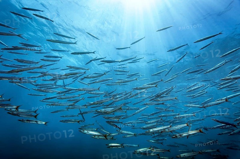 Swarm of bigeye barracuda (Spyraena fosterie) China wreck, Arabian Sea, Indian Ocean, Mirbat, near Salala, Dhofar Governorate, Oman