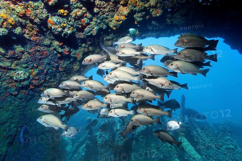Swarm of young bicolor sweet lip, giant sweet lip, (Plectorhinchus albovittatus) seeking shelter in wreck, China wreck, Arabian Sea, Indian Ocean, Mirbat, near Salala, Dhofar Governorate, Oman