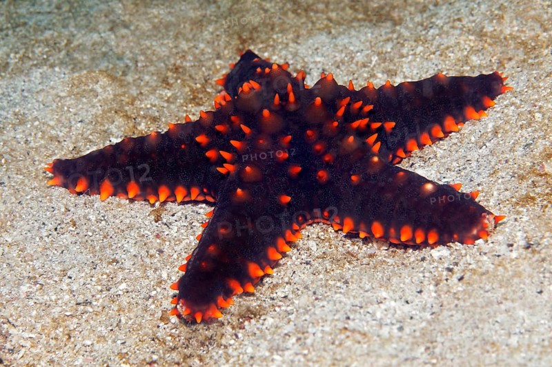 Unidentified species, starfish (Echinodermta), Arabian Sea, Indian Ocean, Salalah, Dhofar Governorate, Oman