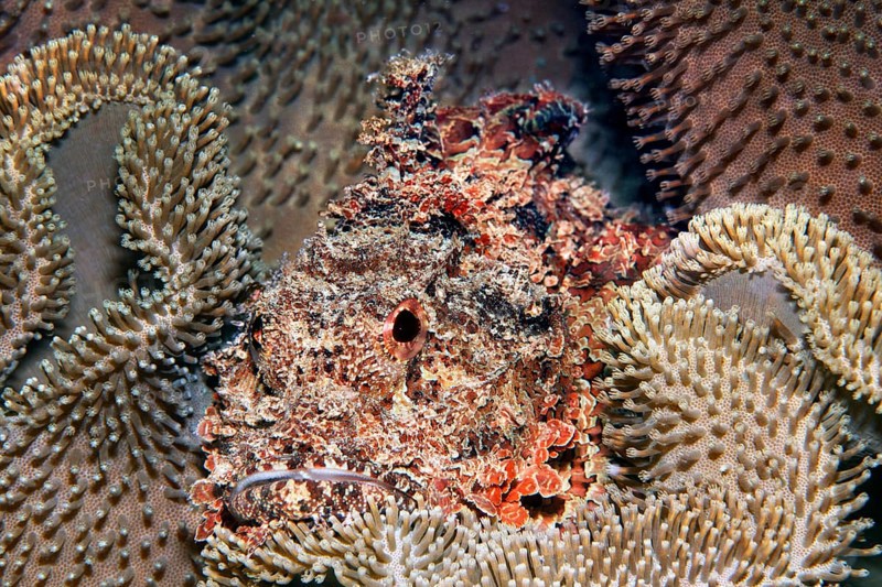 Bearded dragon head (Scorpaeninae) lies well camouflaged in leather coral, Arabian Sea, Indian Ocean, Salala, Dhofar Governorate, Oman