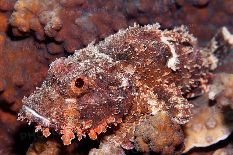 Bearded dragon head (Scorpaeninae), Arabian Sea, Indian Ocean, Salalah, Dhofar Governorate, Oman
