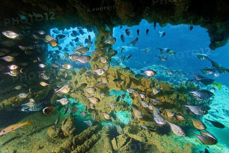 Swarm hatchfish (Pemperis sp.), seeking shelter in the wreckChina wreck, Arabian Sea, Indian Ocean, Mirbat, near Salala, Dhofar Governorate, Oman