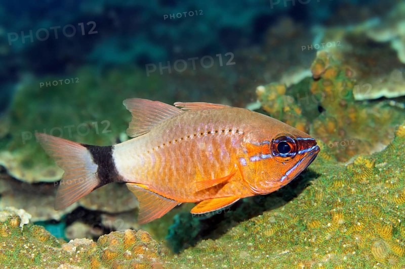 Blackband cardinalfish (Apogon aureus), Arabian Sea, Indian Ocean, Salalah, Dhofar Governorate, Oman