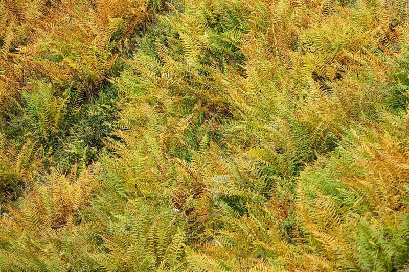 Autumn-colored fern, Oberallgäu, Allgäu, Bavaria, Germany