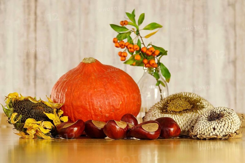 Autumn still life with pumpkin, sunflowers, chestnuts, October, Germany
