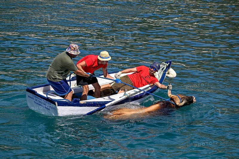 A bull is brought ashore by boat, Bous a la Mar, in English bulls in the sea, bullfighting, Javea or Xàbia, Alicante province, Comunidad Valenciana, Spain