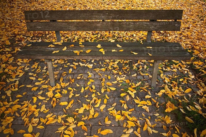 Park bench, bench, full autumn leaves, leaves, main cemetery, autumn, autumn, autumn atmosphere, Stuttgart, Baden-Württemberg, Germany