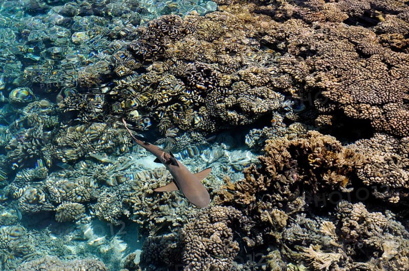 Blacktip reef shark over the corals of Fakarava, South Seas, Tahiti, French Polynesia